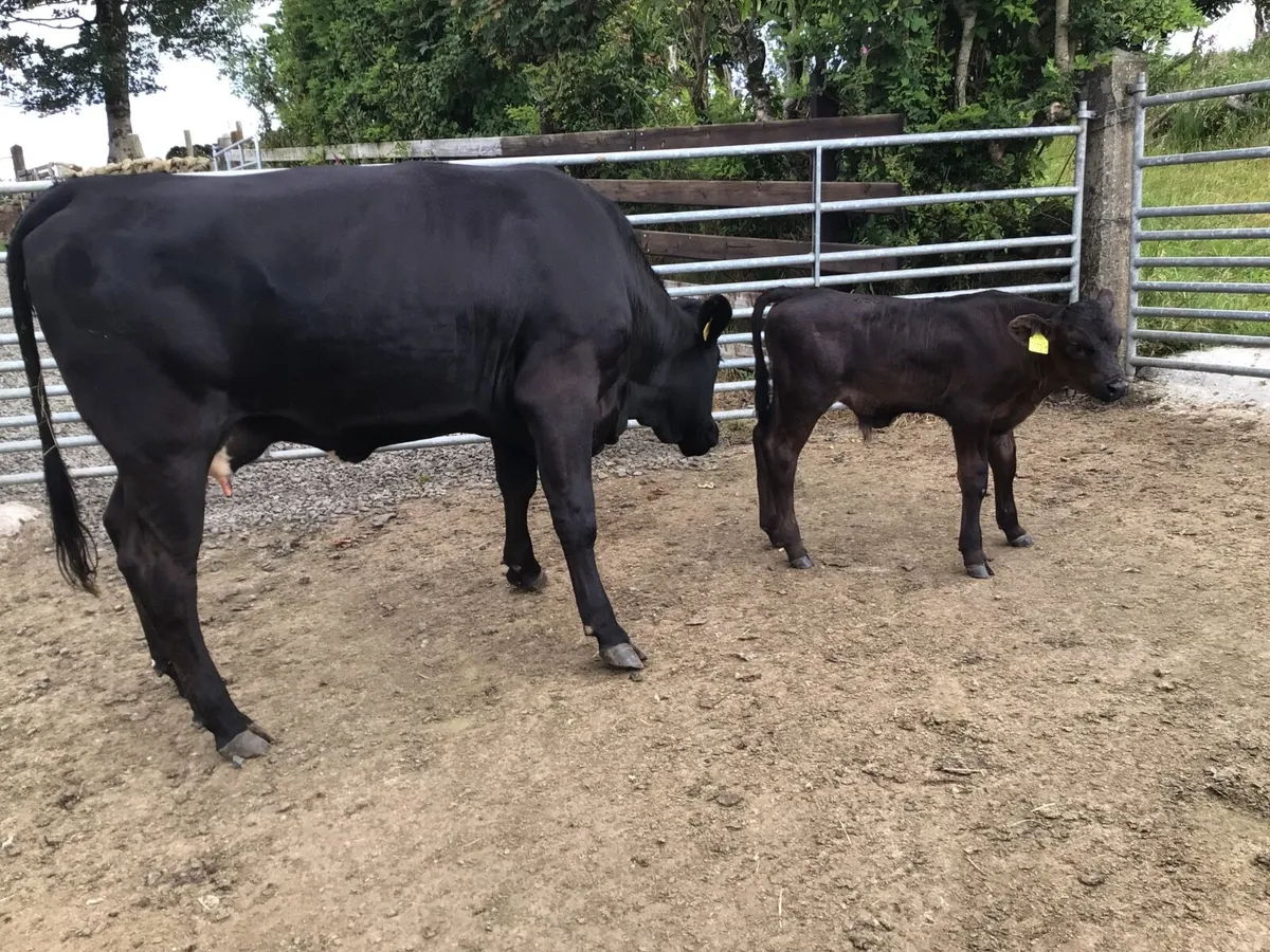 Heifer and calf - Image 3