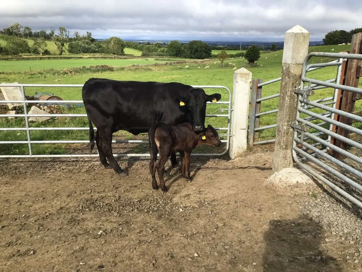Heifer and calf - Image 1