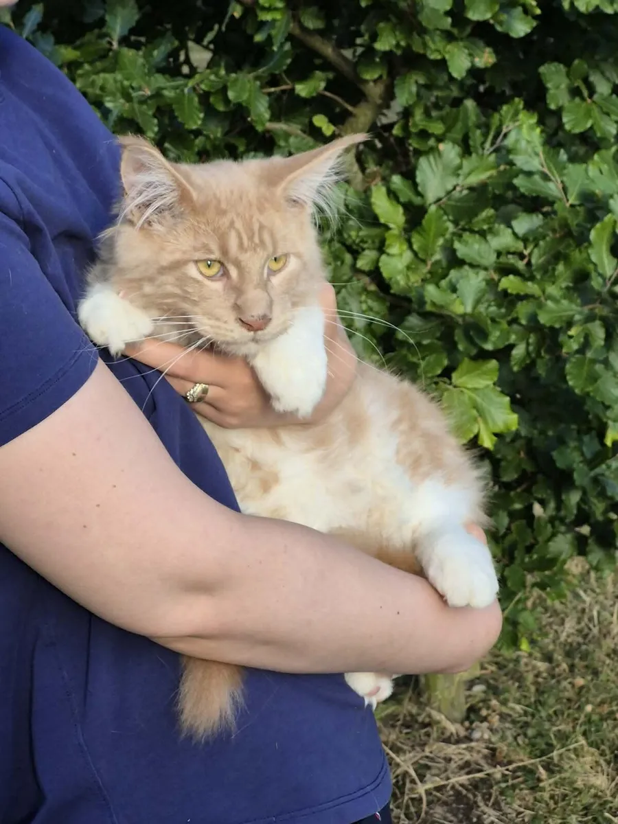 Maine Coon kitten - Image 1
