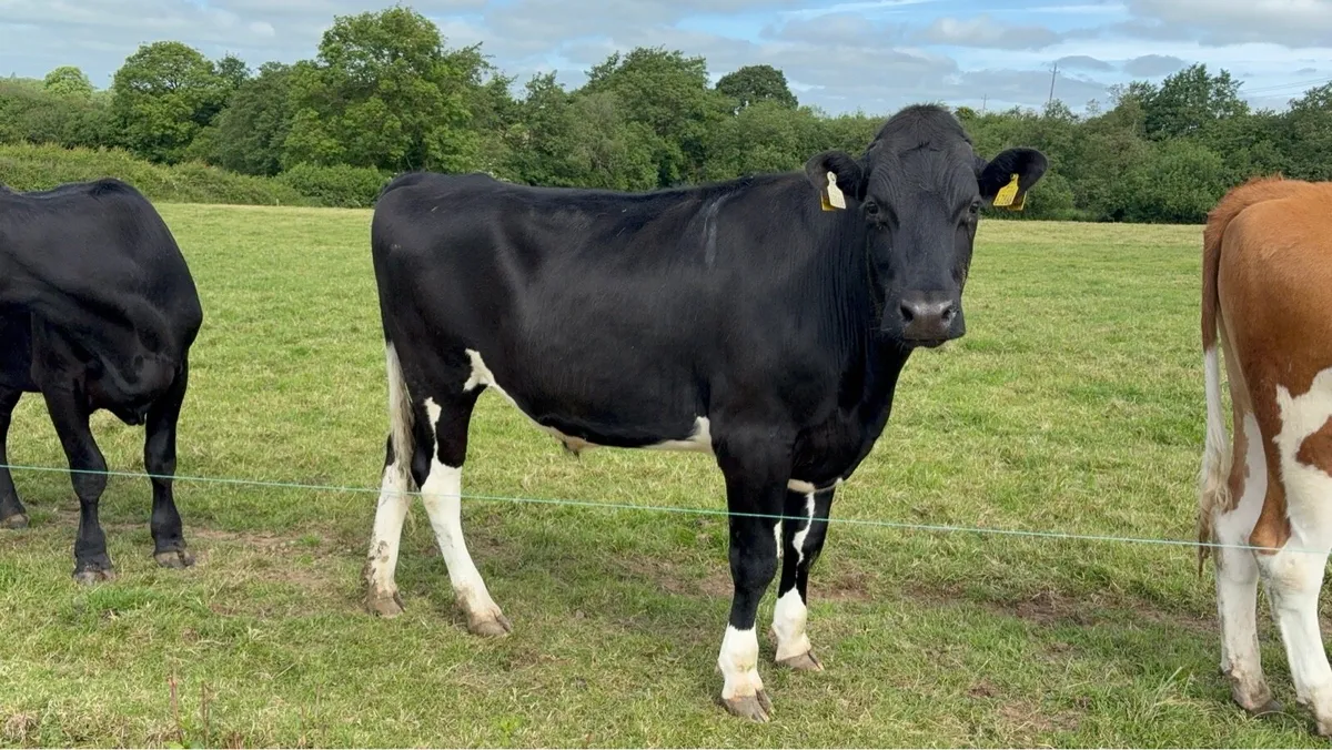 15 fr bullocks - Image 1