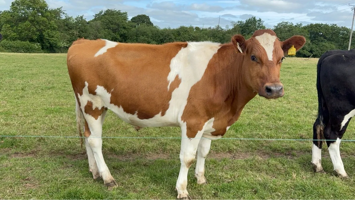 15 fr bullocks - Image 2