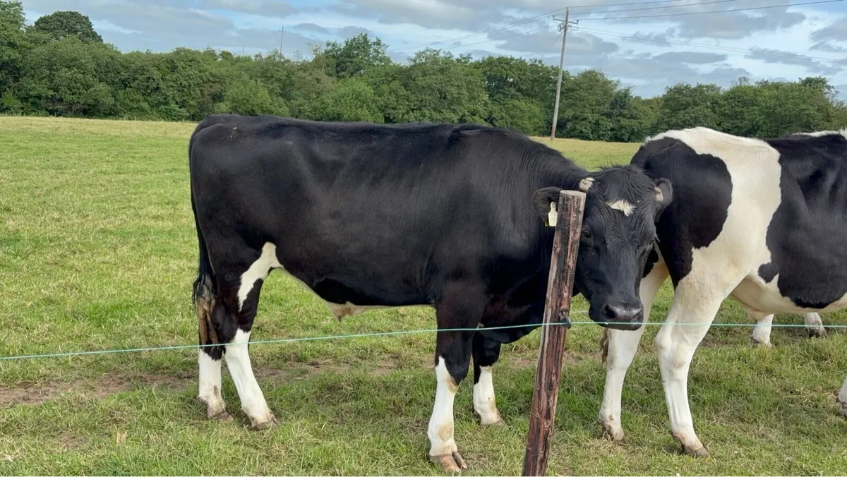 15 fr bullocks - Image 3