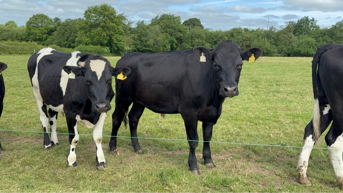 15 fr bullocks - Image 4