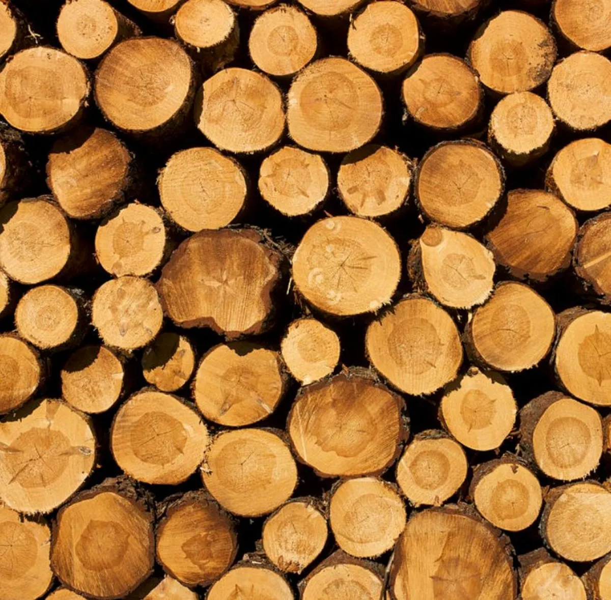 Kiln dry softwood firewood - Image 3
