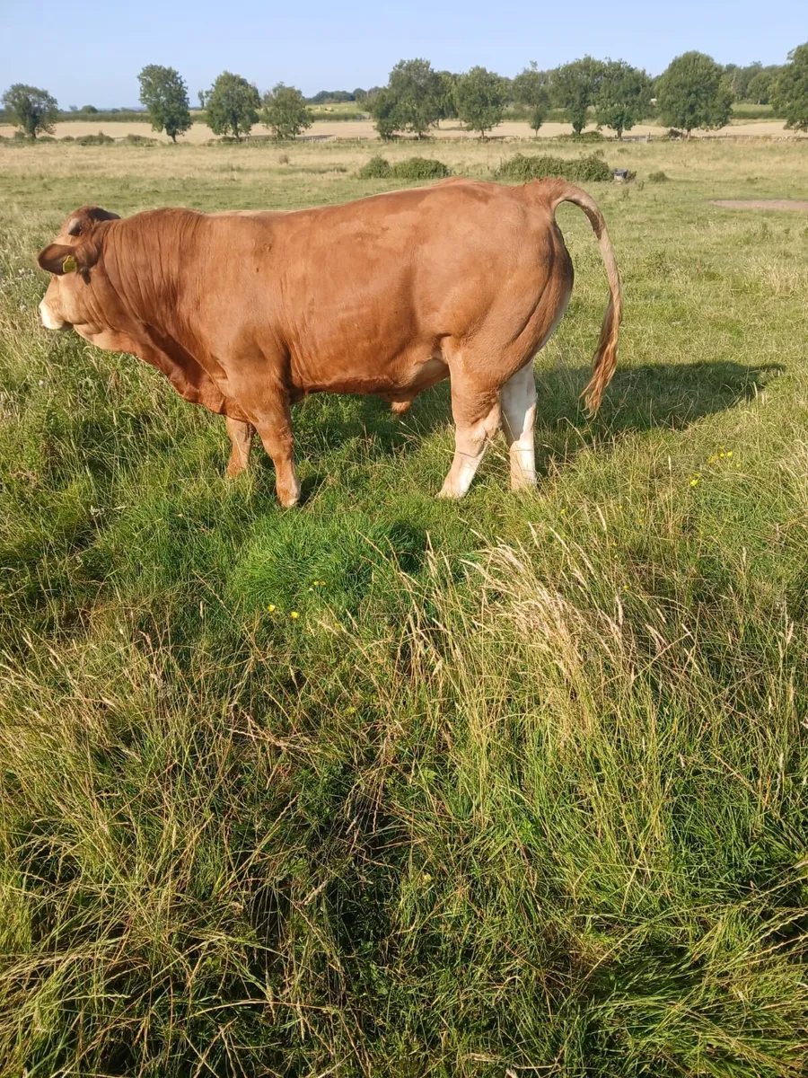 PBR limousin bull