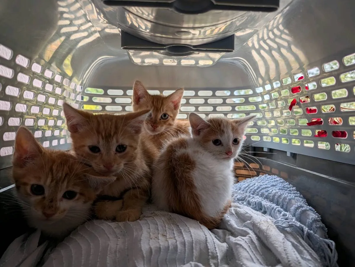 Kittens, free to good home - Image 1