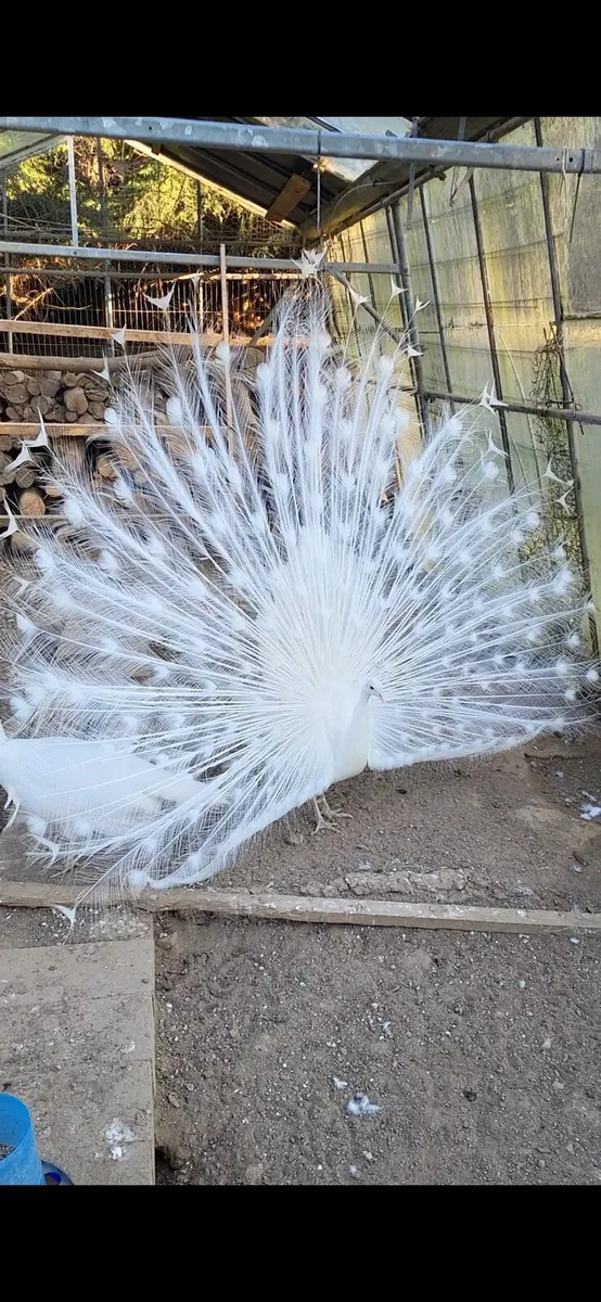 Peafowl hatching eggs