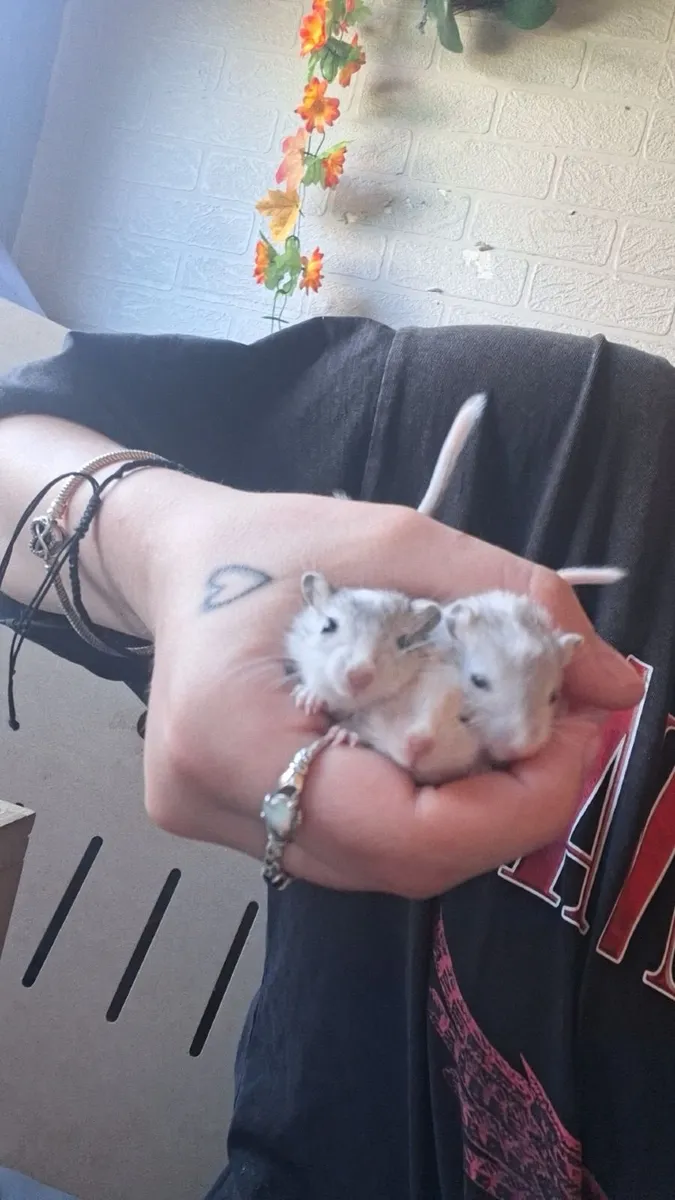 Gerbils - Image 1