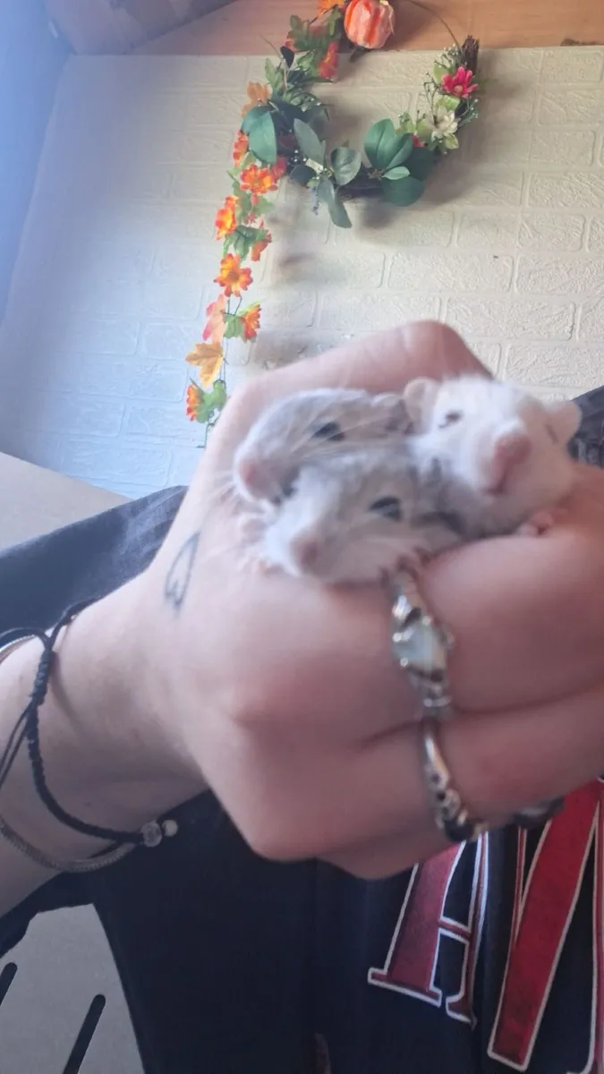 Gerbils - Image 2