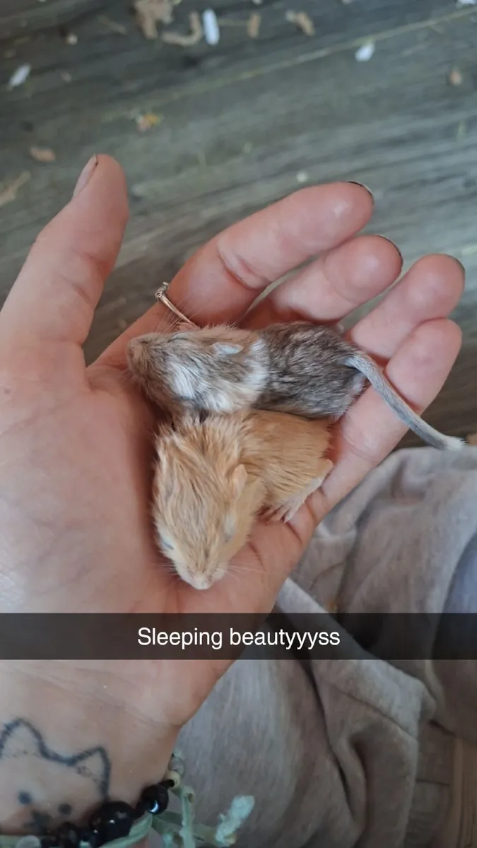 Gerbils - Image 3