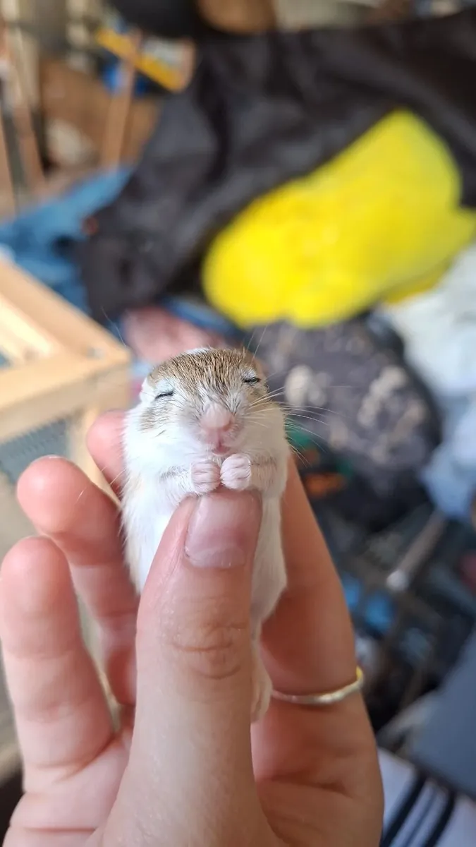 Gerbils - Image 4