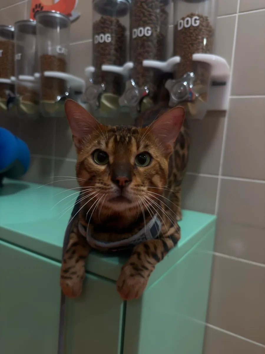 Bengal kittens  0 - Image 4