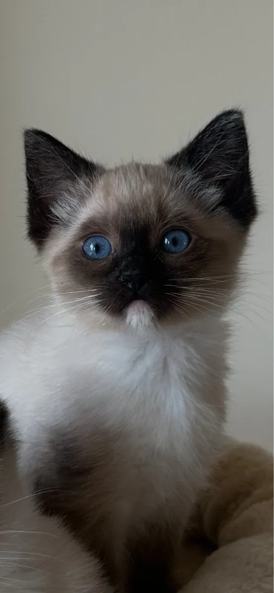 One Girl Ragdoll Kitten in Louth - Image 3