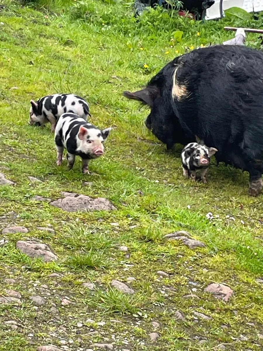 Proven Kune Boar, ducklings and silkie chicks - Image 2