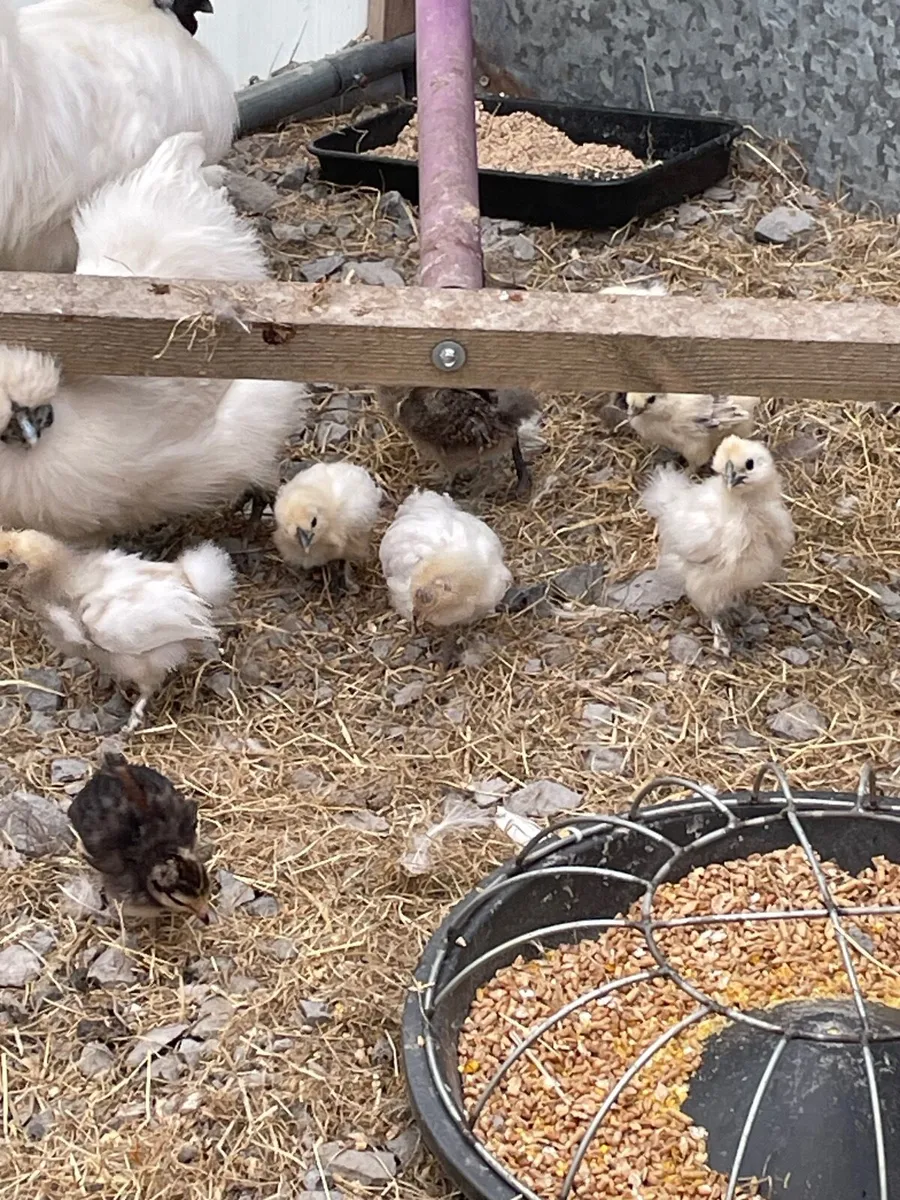 Proven Kune Boar, ducklings and silkie chicks - Image 3
