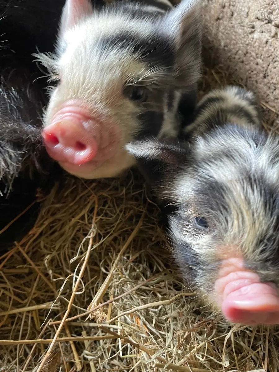 Proven Kune Boar, ducklings and silkie chicks - Image 4
