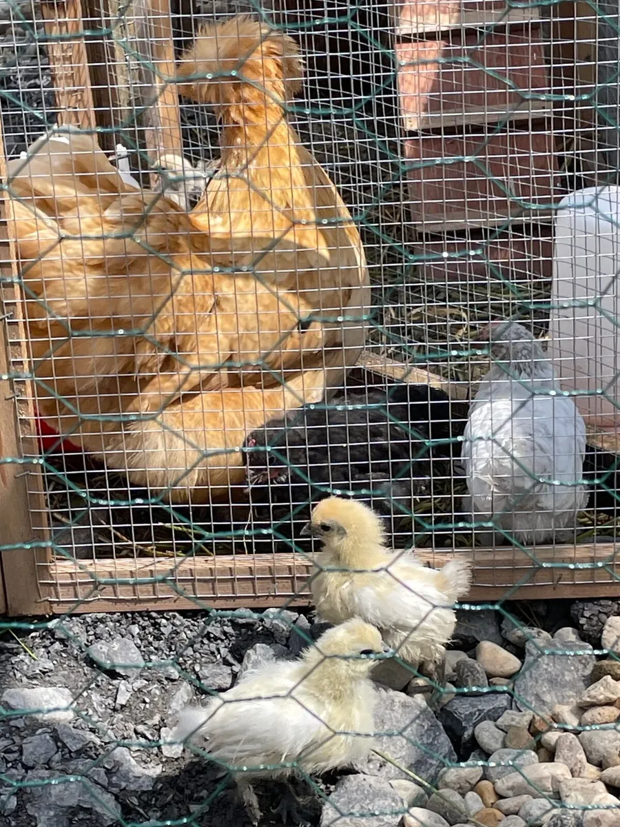Muscovy ducklings and silkie chicks - Image 3