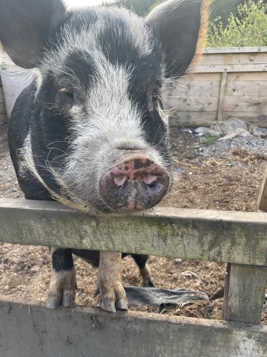 Proven Kune Boar, ducklings and silkie chicks - Image 1