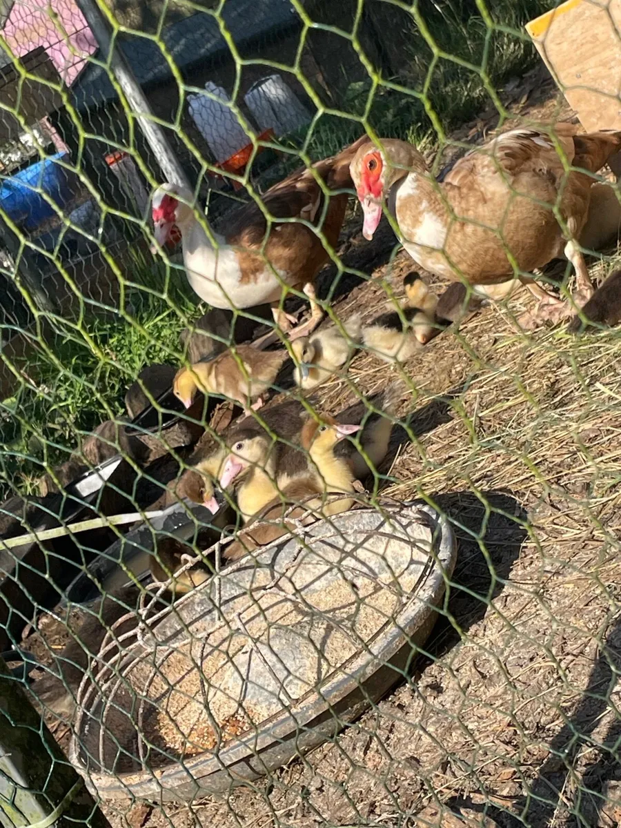 Muscovy ducklings and silkie chicks - Image 4