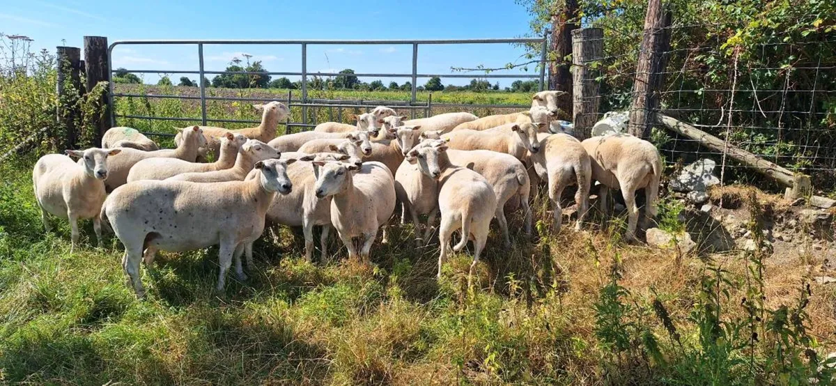 Performance recorded Easycare  ewes and ewe lambs - Image 2