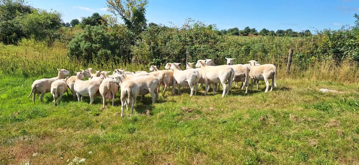 Performance recorded Easycare  ewes and ewe lambs - Image 3