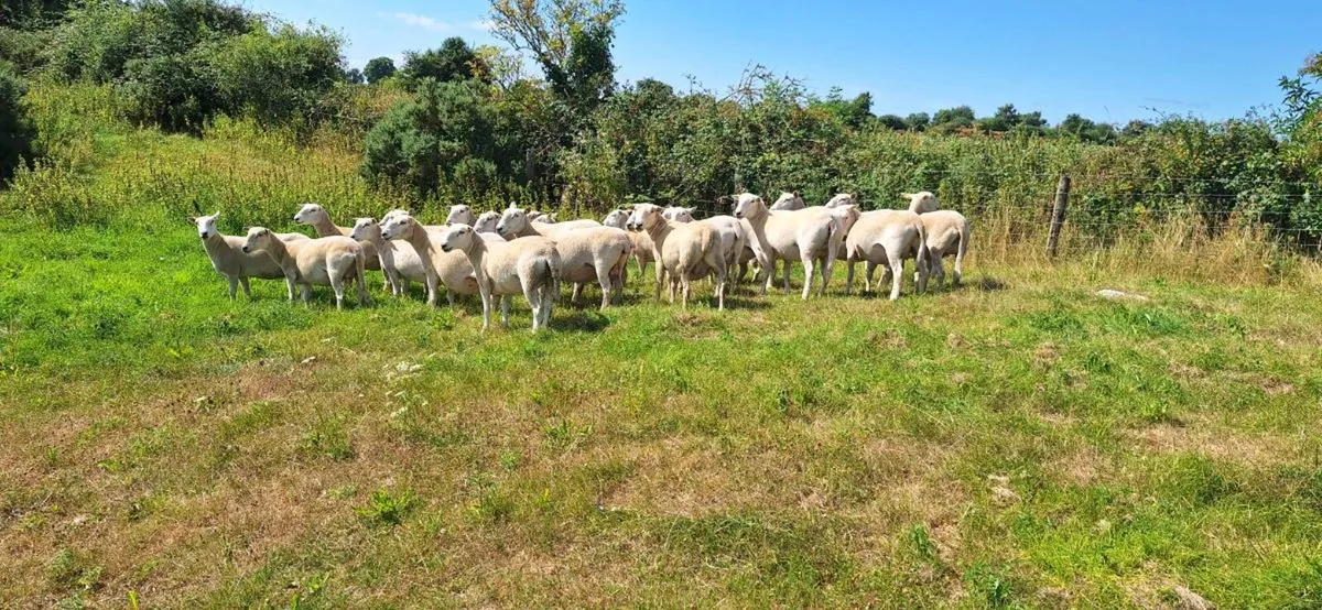 Performance recorded Easycare  ewes and ewe lambs - Image 4