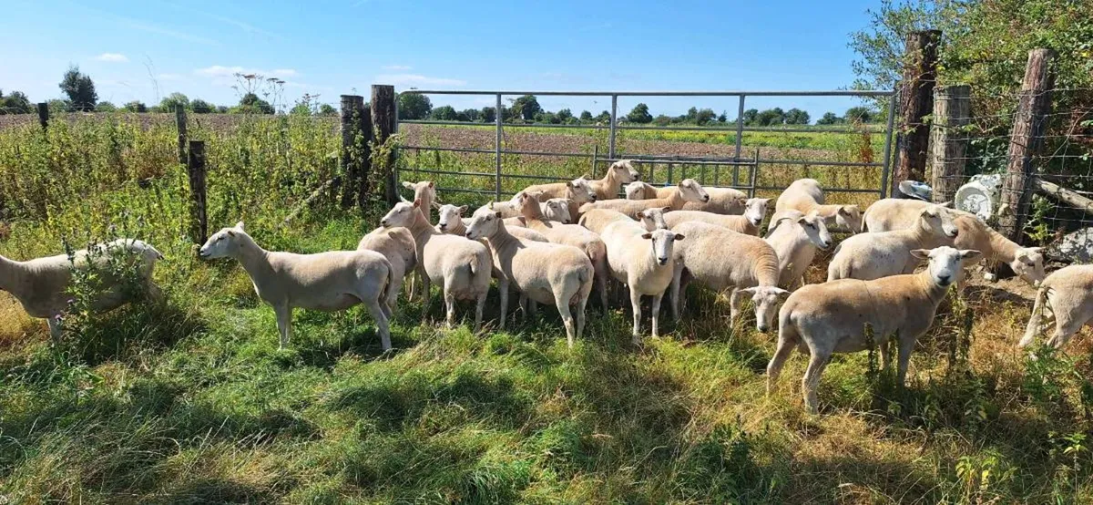 Performance recorded Easycare  ewes and ewe lambs - Image 1