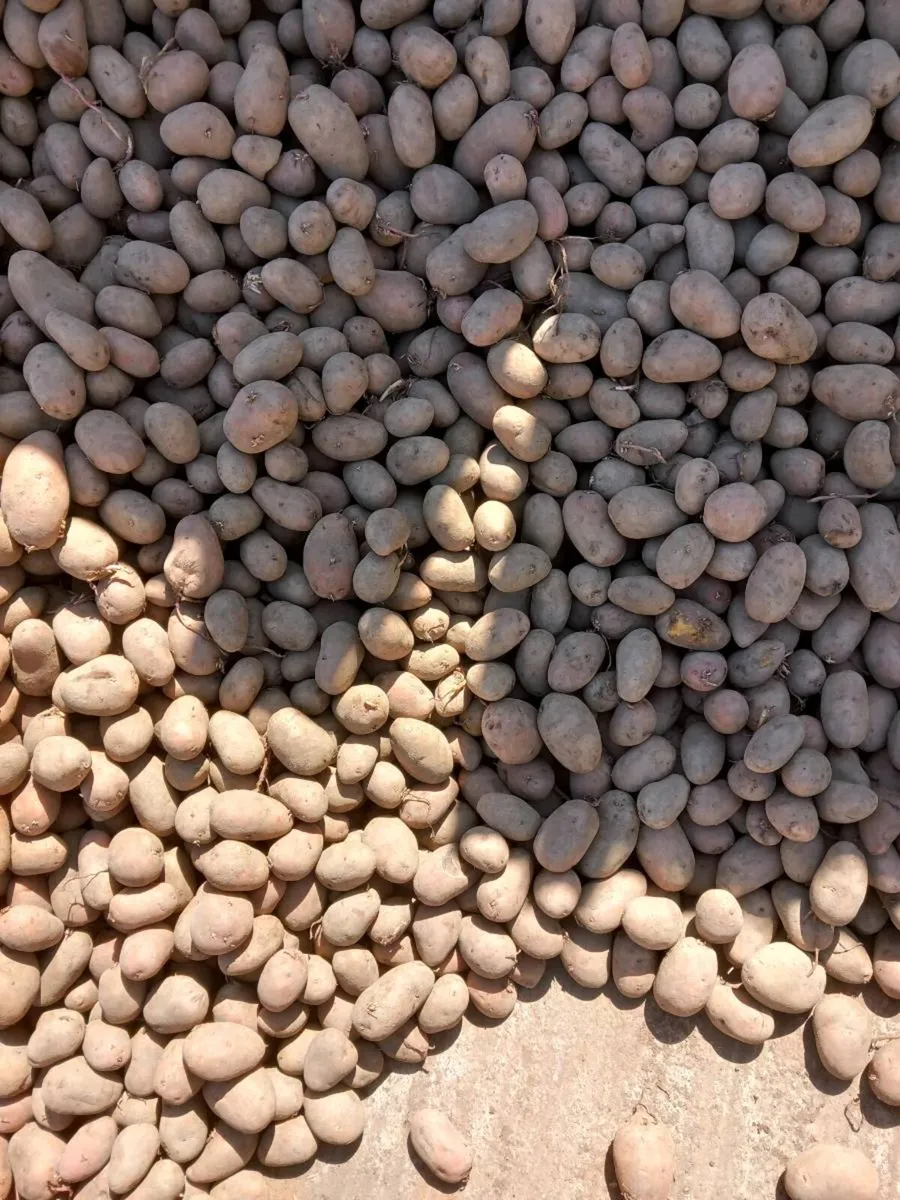 Stock  feed potatoes