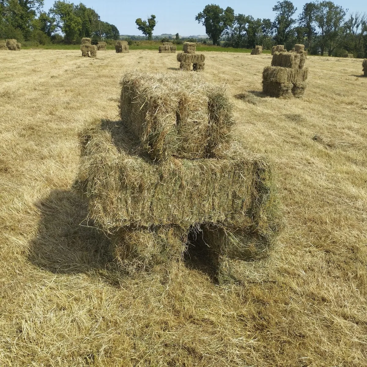 Small square bales of hay, organic - Image 1
