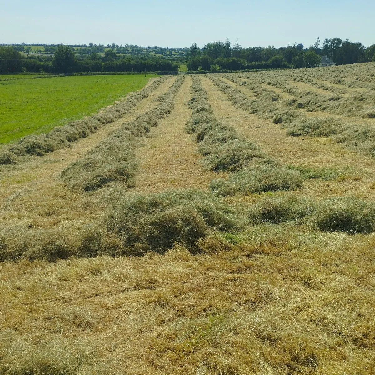 Small square bales of hay, organic - Image 2