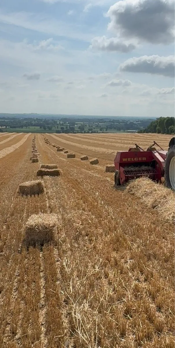 Barley straw  (small squares) - Image 1