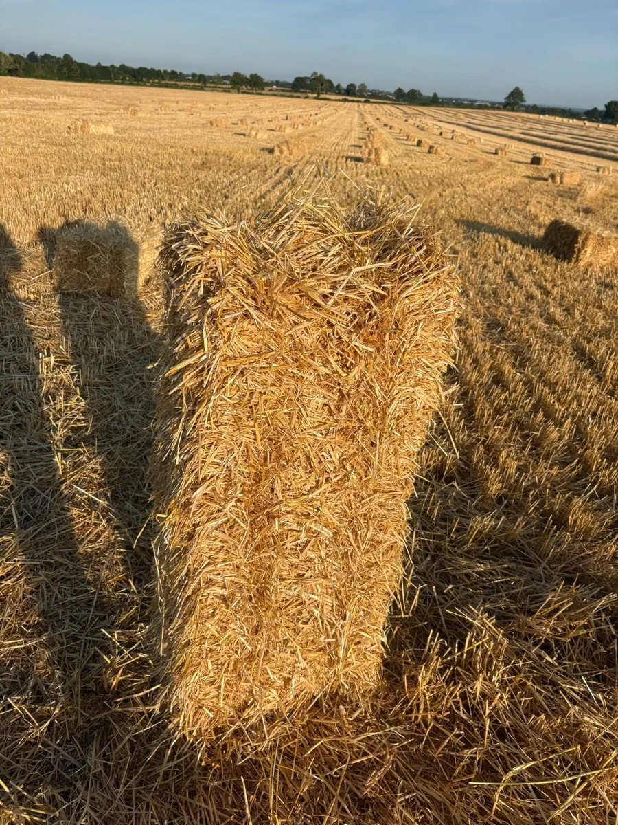 Barley straw  (small squares) - Image 2
