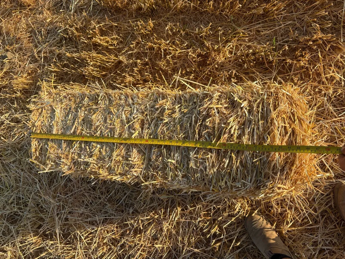 Barley straw  (small squares) - Image 3