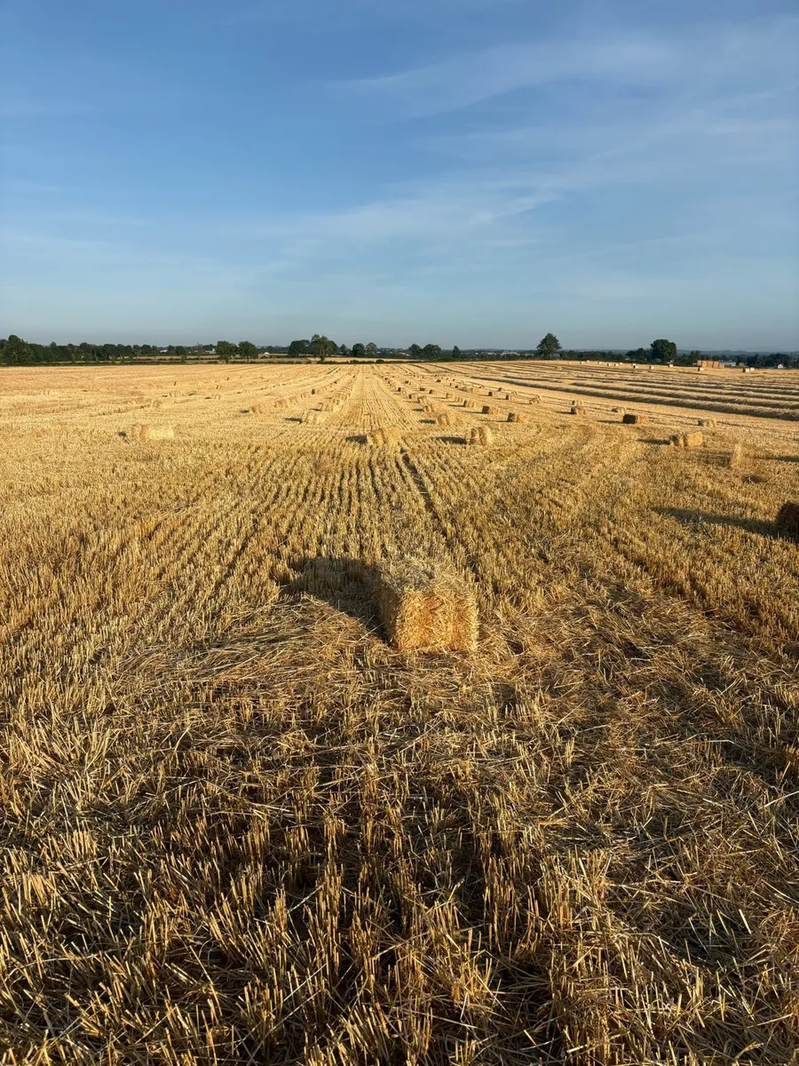 Barley straw  (small squares) - Image 4
