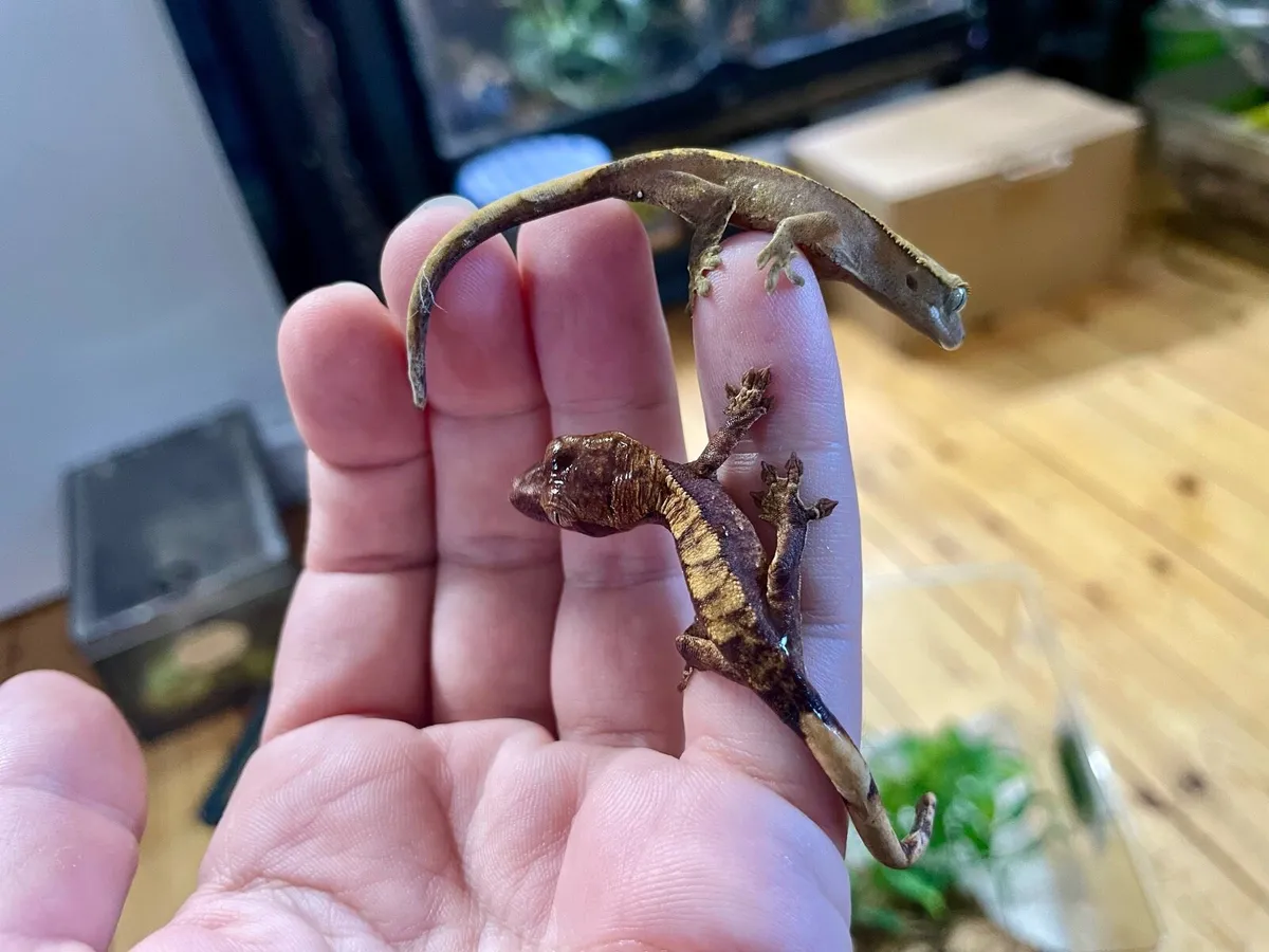 Crested geckos - Image 1