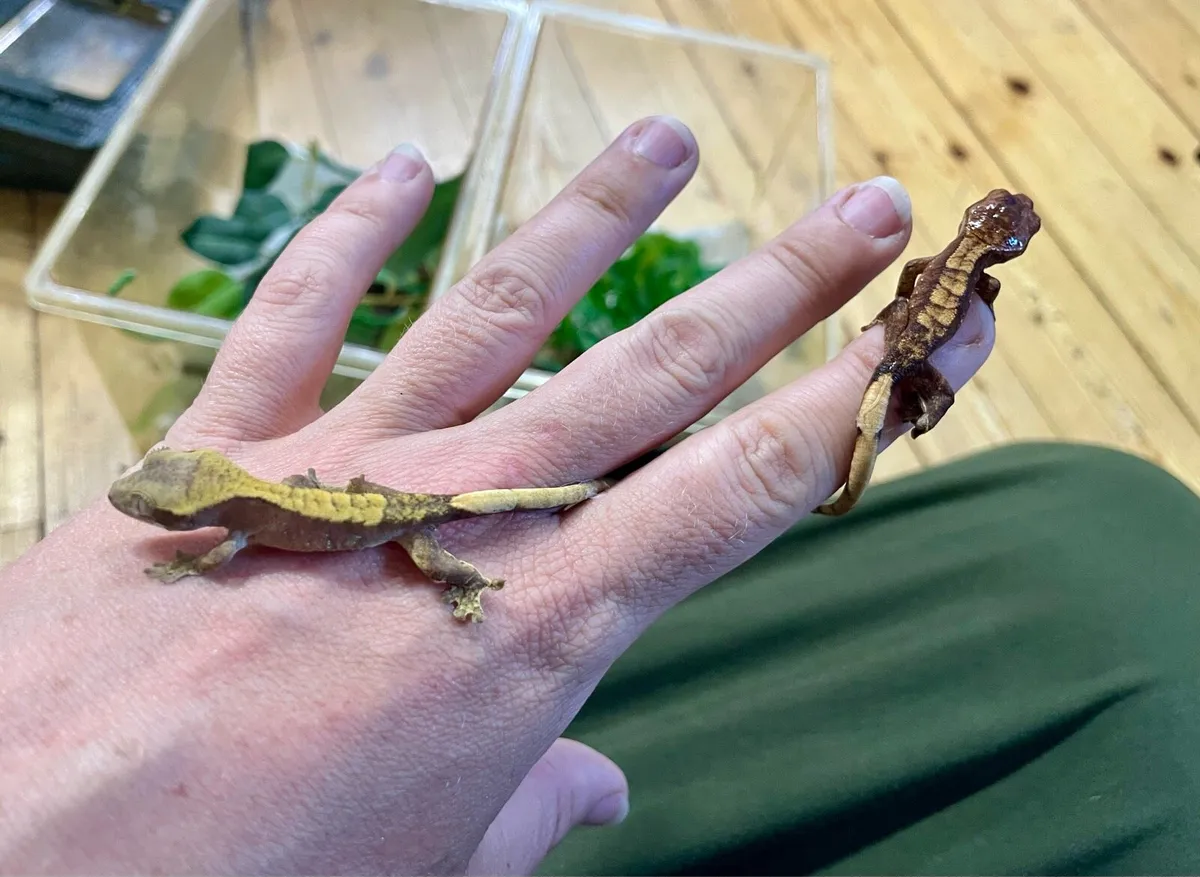 Crested geckos - Image 2