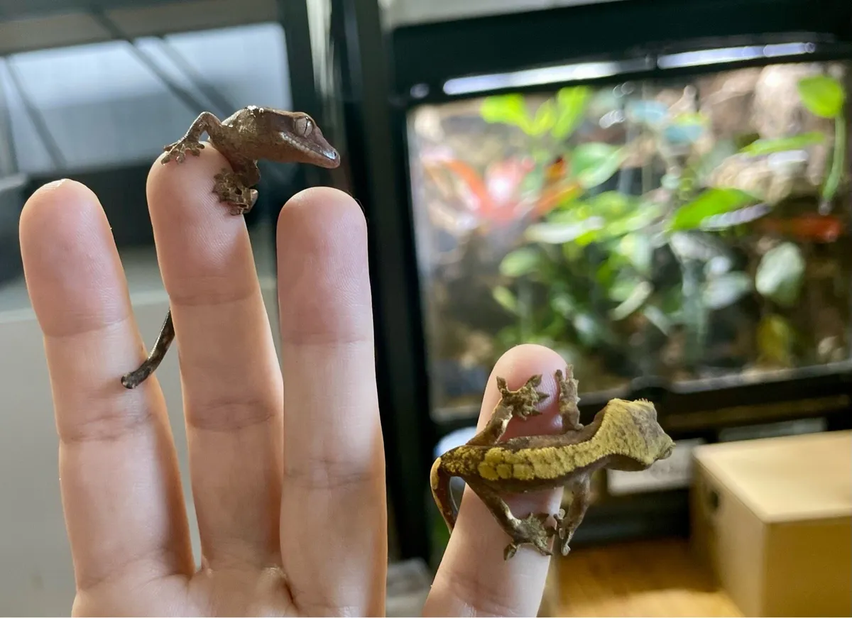 Crested geckos - Image 3