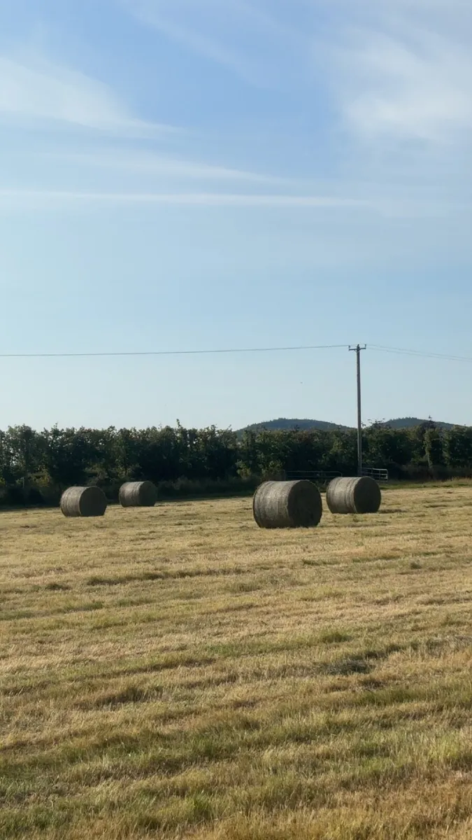 Quality Hay - Image 2