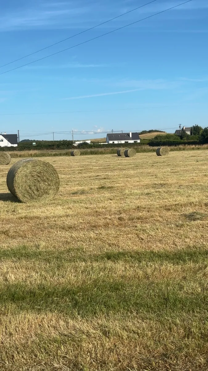 Quality Hay - Image 3