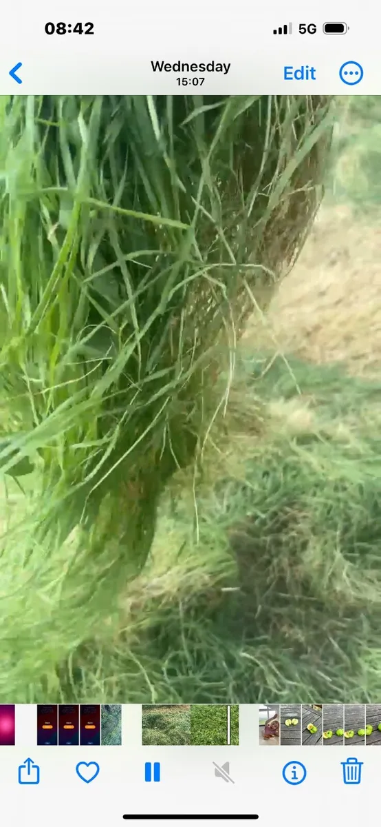 Quality Hay - Image 4