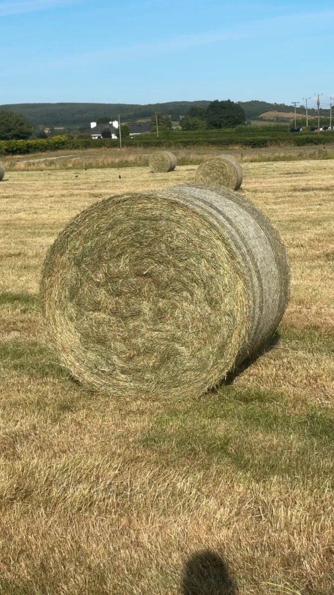 Quality Hay - Image 1