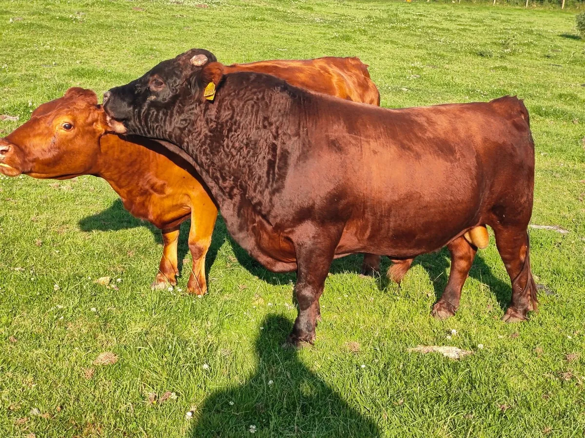 Dexter cattle - Image 2