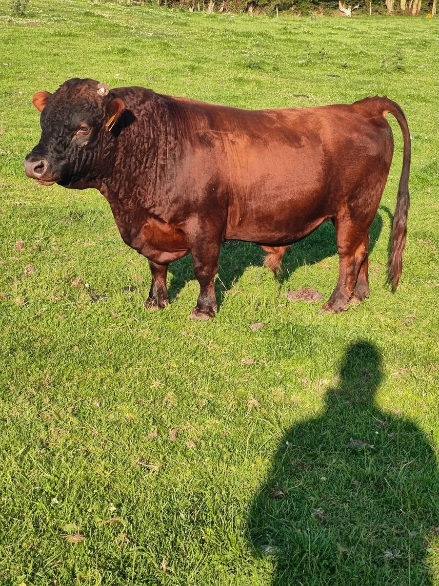 Dexter cattle - Image 1