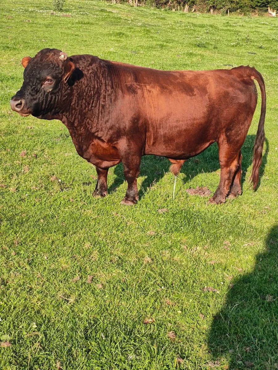Dexter cattle - Image 3