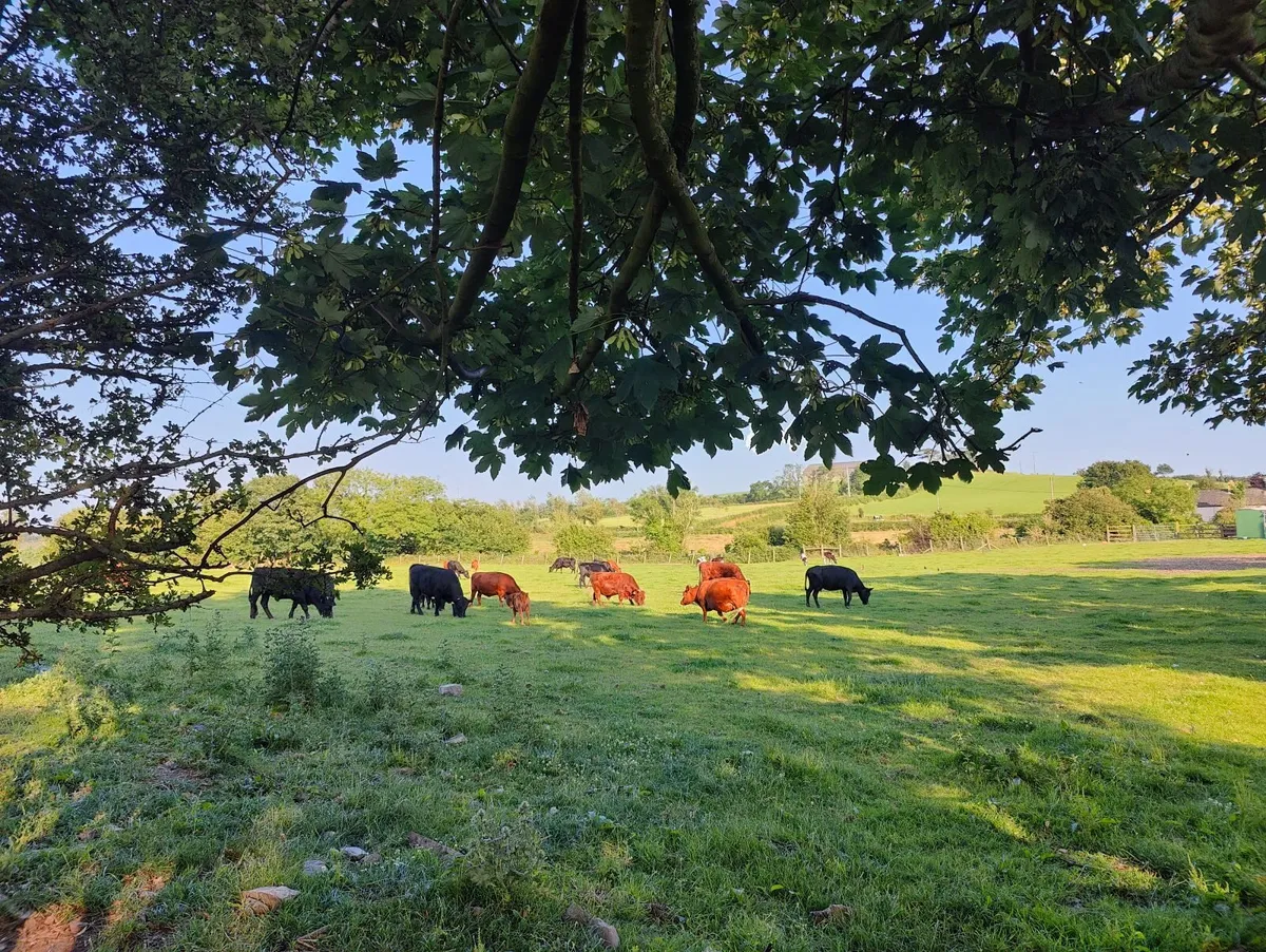 Dexter cattle - Image 4