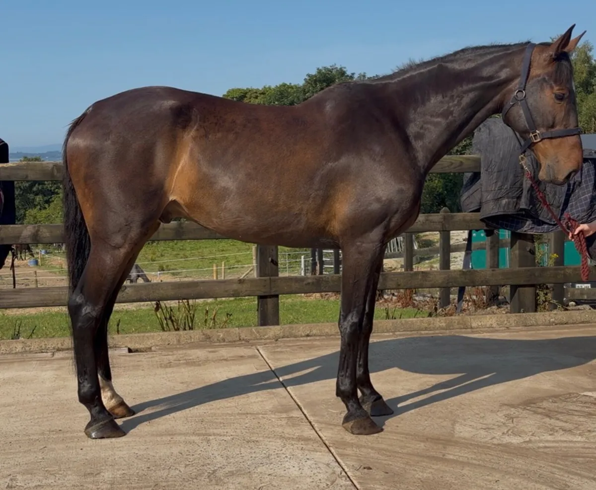 16.3h 8 year old gelding showjump/ event - Image 2
