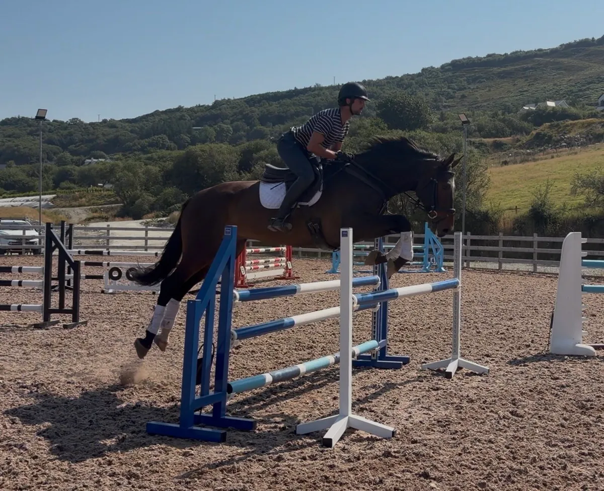 16.3h 8 year old gelding showjump/ event - Image 1