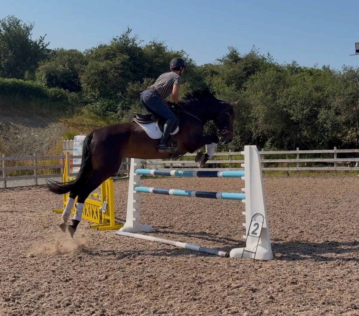 16.3h 8 year old gelding showjump/ event - Image 3