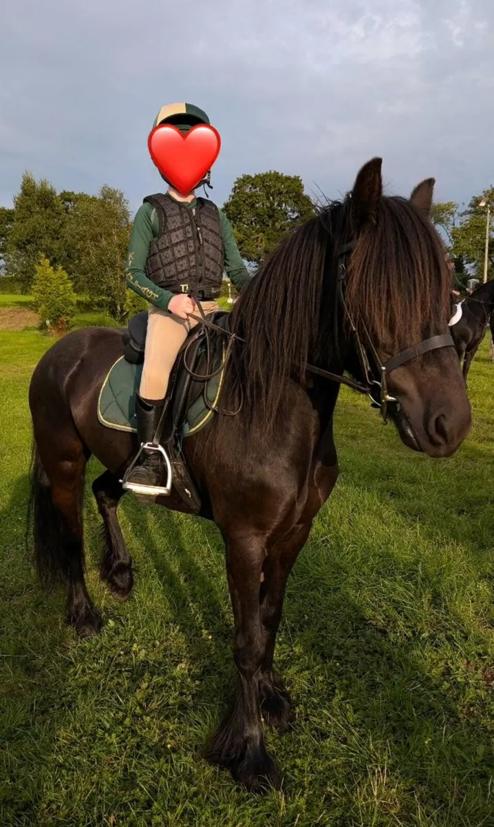 Registered Fell Pony - Image 1