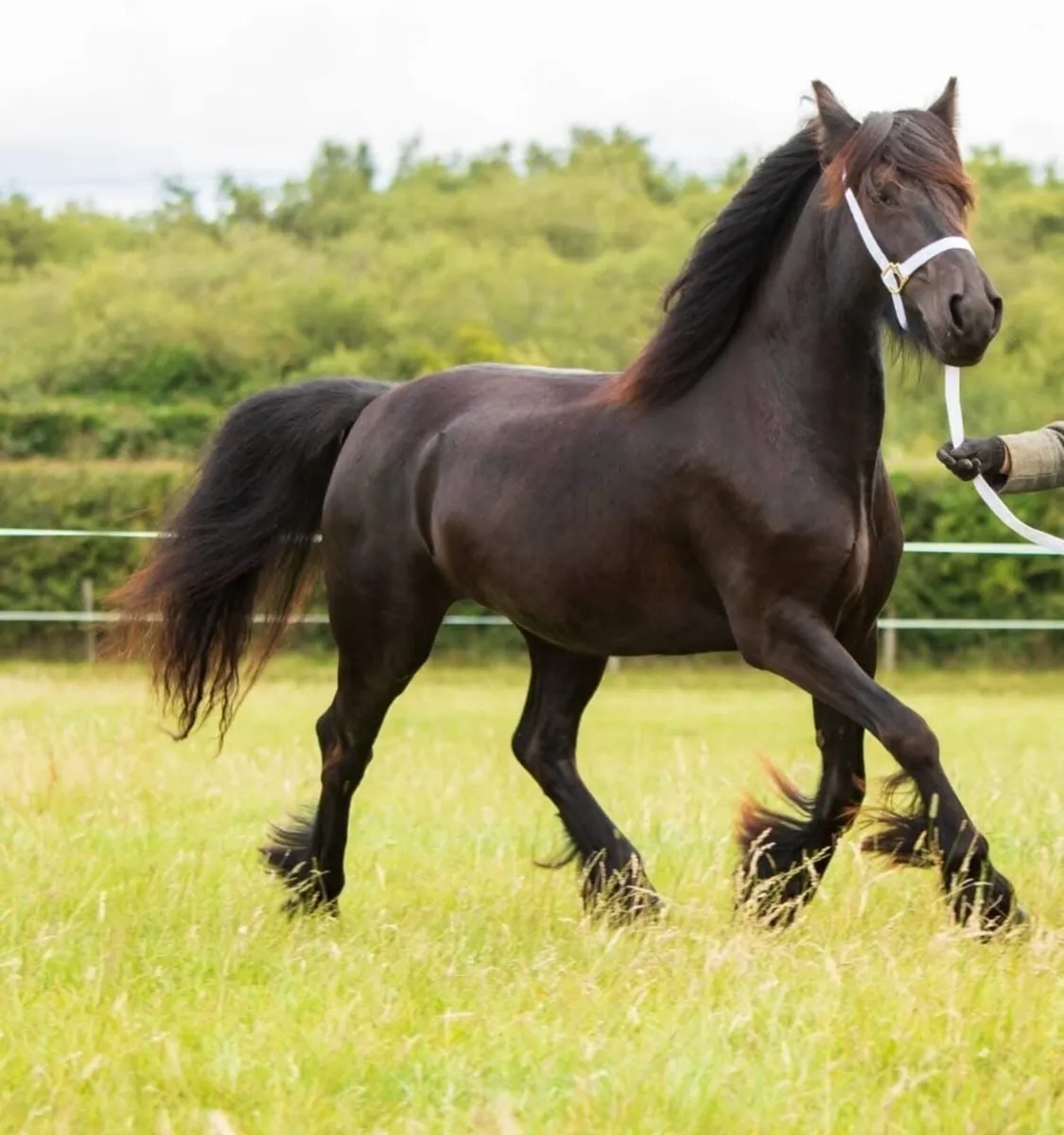 Registered Fell Pony - Image 2